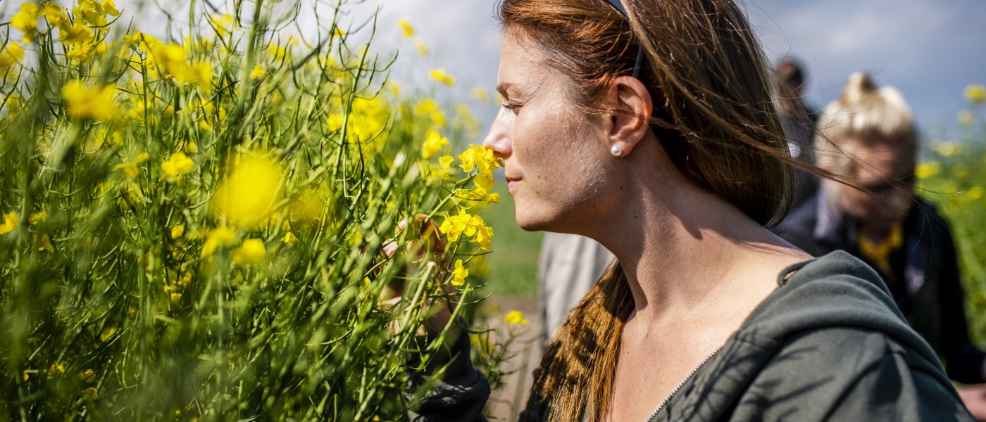 En grupp människor vid ett blommande rapsfält