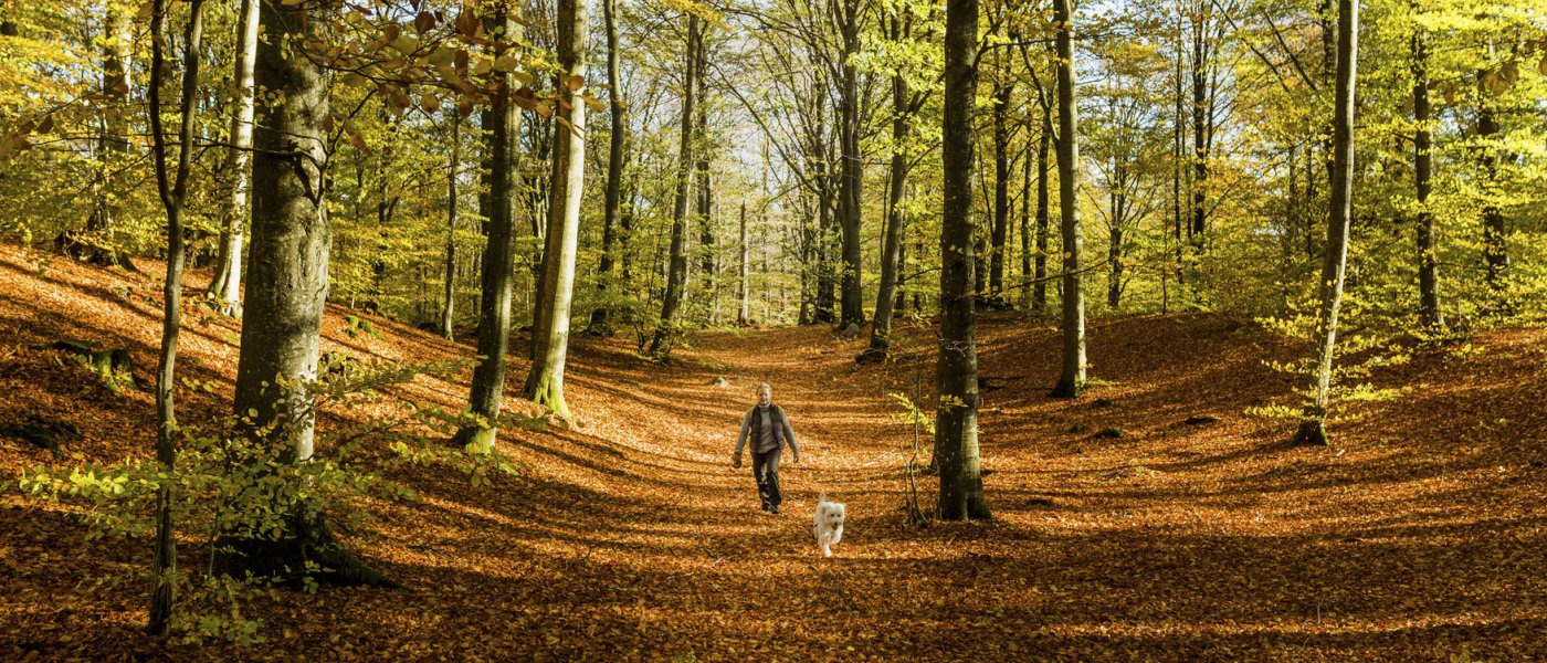 En kvinna och en hund i en lövskog under hösten en solig dag. Foto.