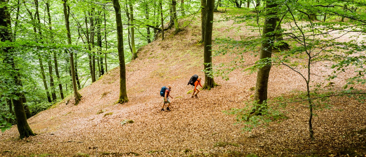 Två vandrare går uppför en slätt i en lövskog med höstlöv på marken. Foto.