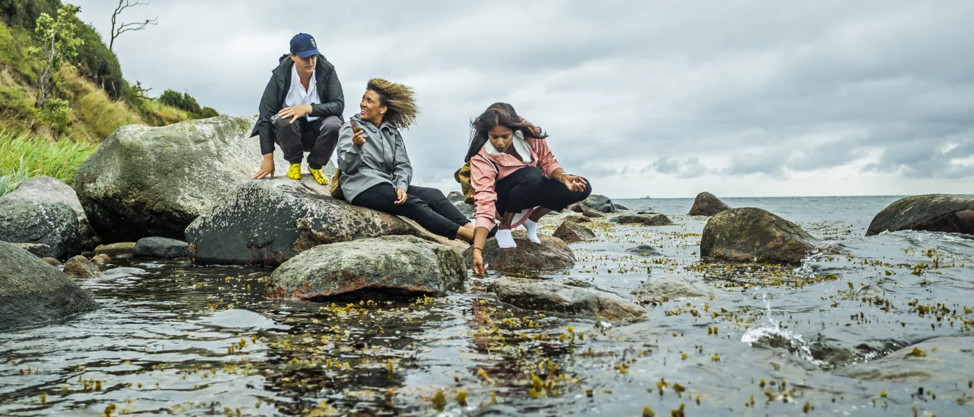 Tre personer sitter vid ett vattenbryn och plockar sjögräs. Foto.