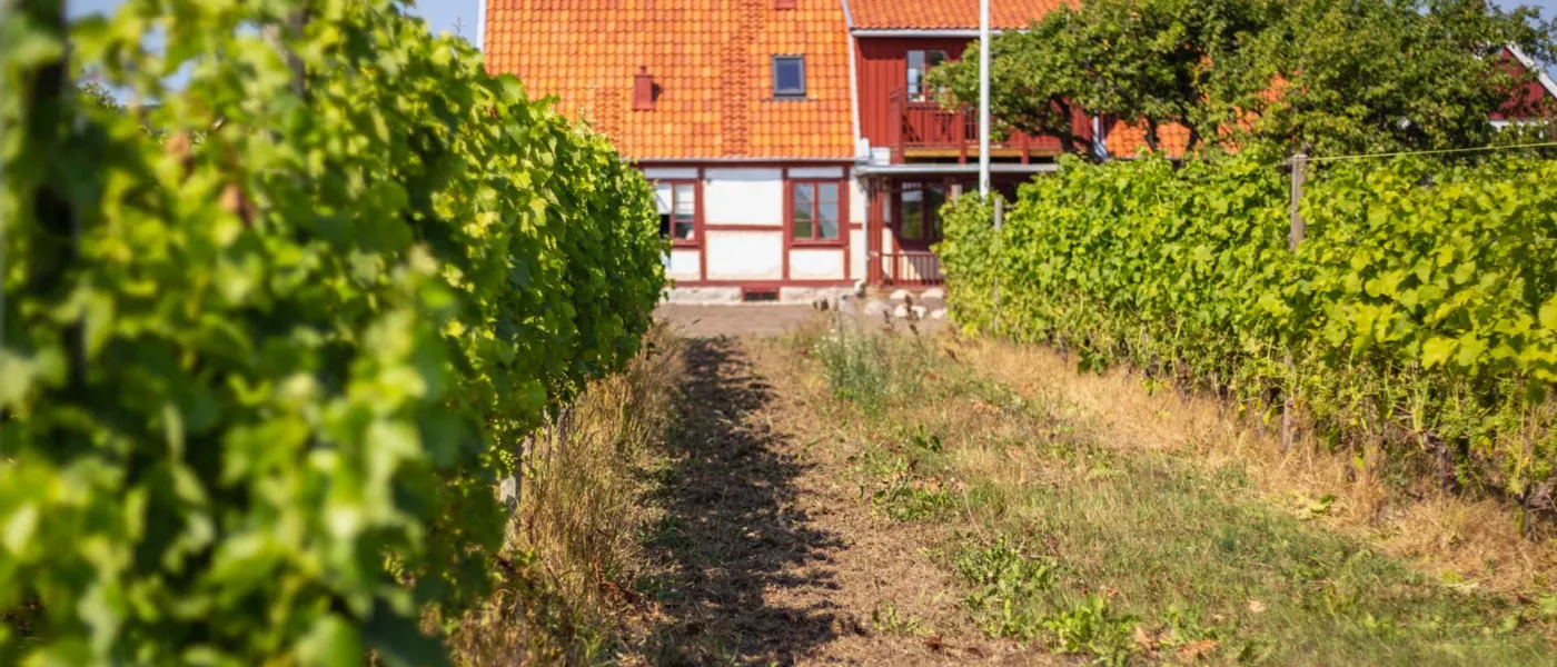 Vingård