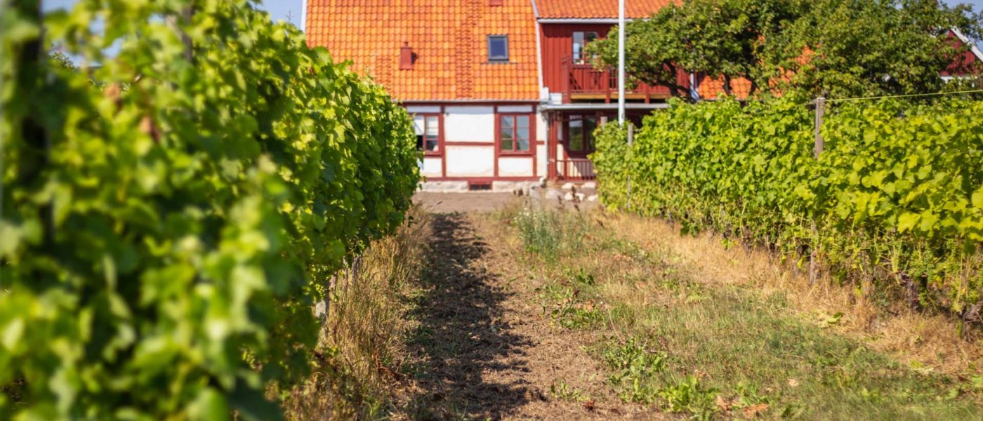 Vingård