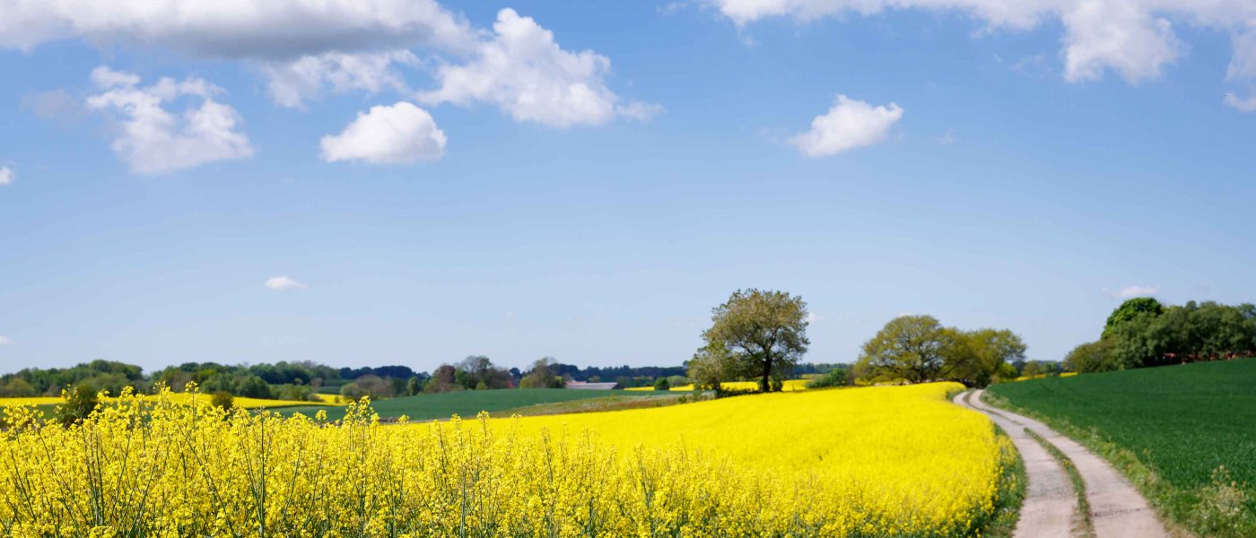 Skånsk landsbygd med blommande raps i förgrunden, gröna fält och blå himmel