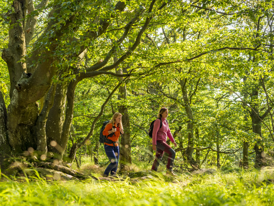 två personer vandrar i skogen