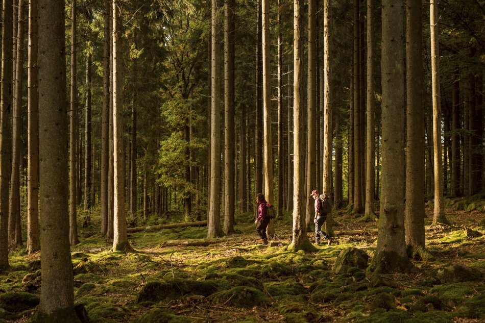 två personer går mellan träd i en skog