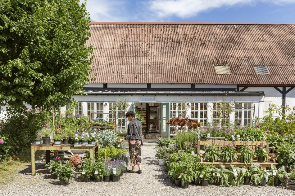 Gröna växter till försäljning i plantshop
