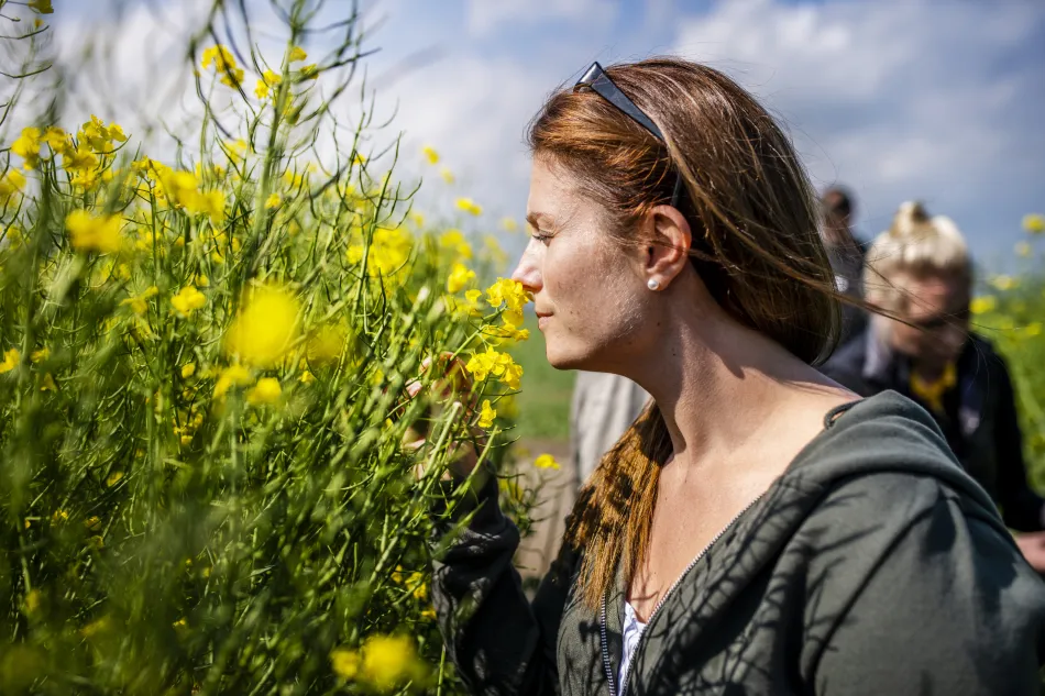 En kvinna luktar på rapsblommorna vid ett blommande rapsfält 