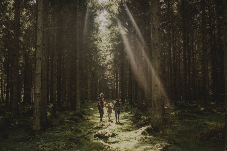 Två vuxna och två barn går i en solbelyst glänta i skogen. Det ena barnet blir buren av en vuxen på axlarna. Foto.