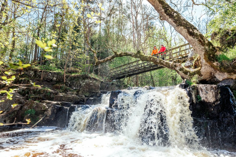 Två vandrare står på en bro över ett vattenfall i skogen. Foto.