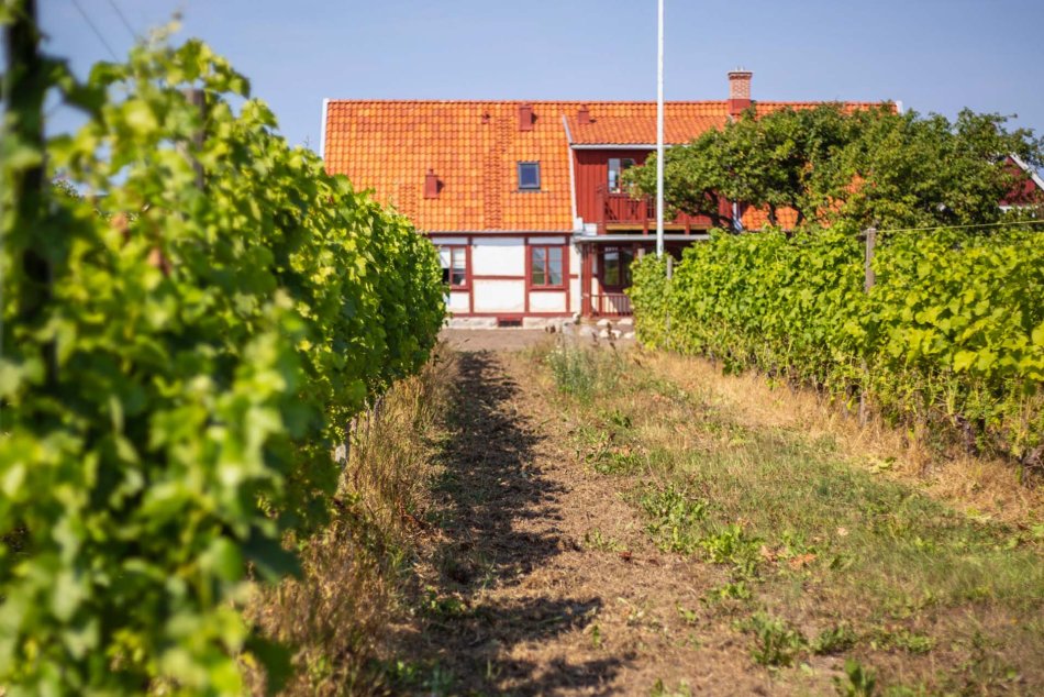 Vingård