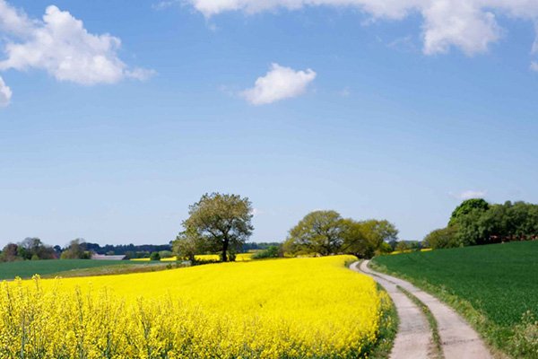 Rapsfält och väg