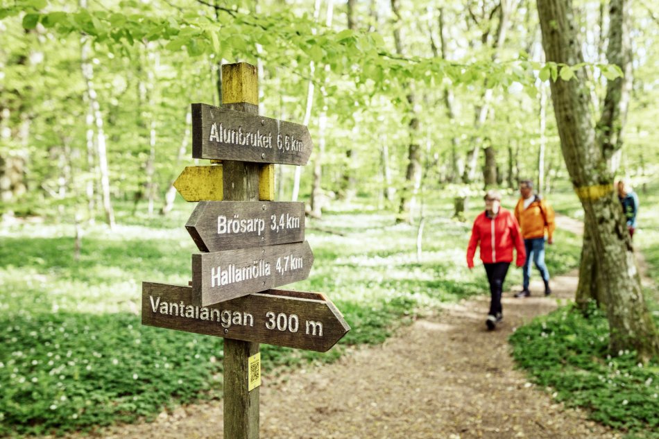 Två äldre personer går på en vandringsled i ett vårlandskap med vitsippor och skyltar åt olika håll