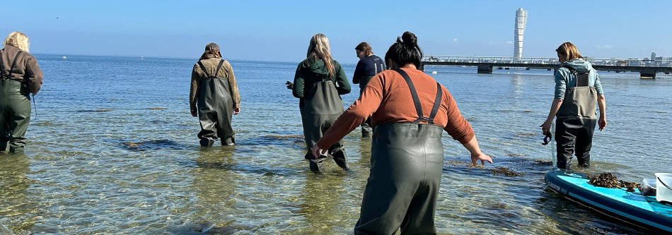 Tångsafari vid Ribban