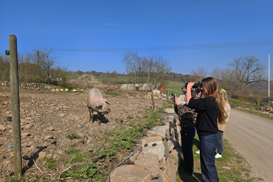 Journalister fotograferar en gris på en gård i vårlikt skånskt landskap, bakom en kallmurad stenmur.