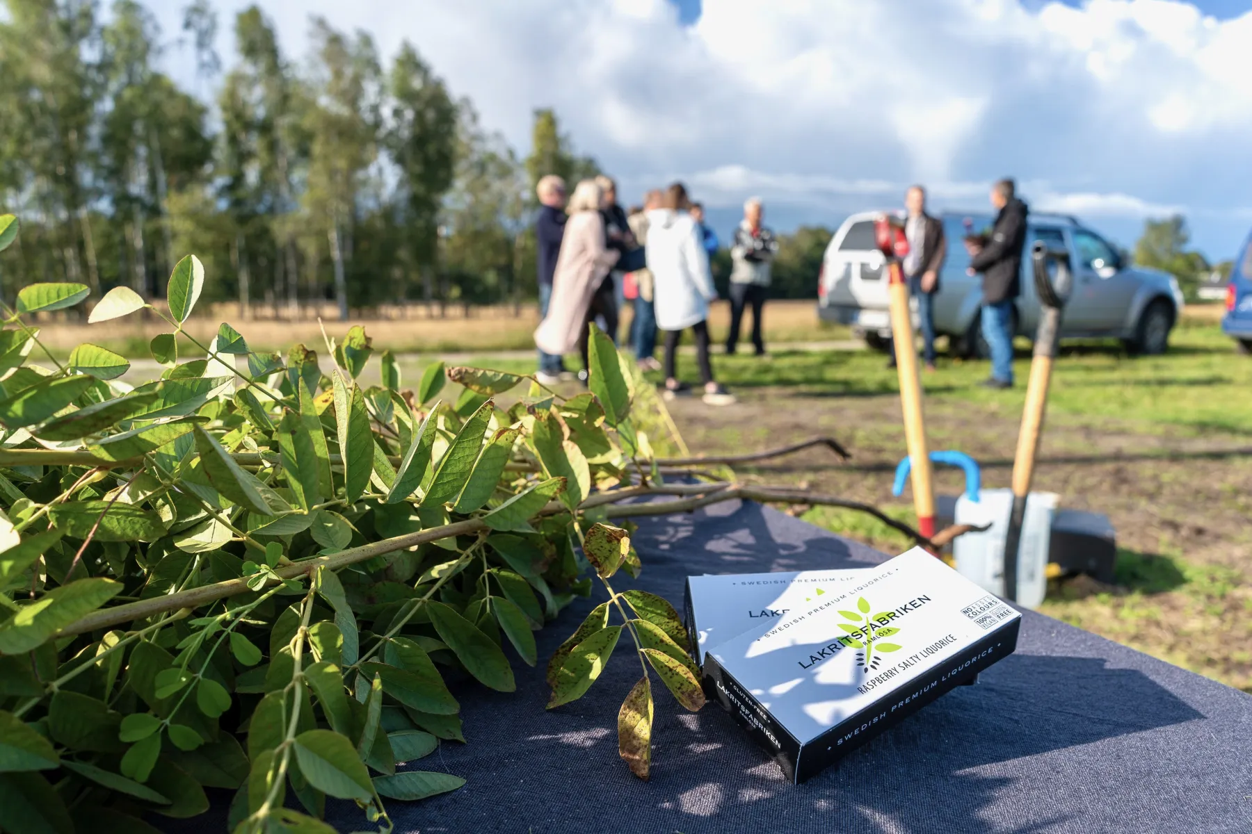 Invigning av lakritsrotsodling. Foto.