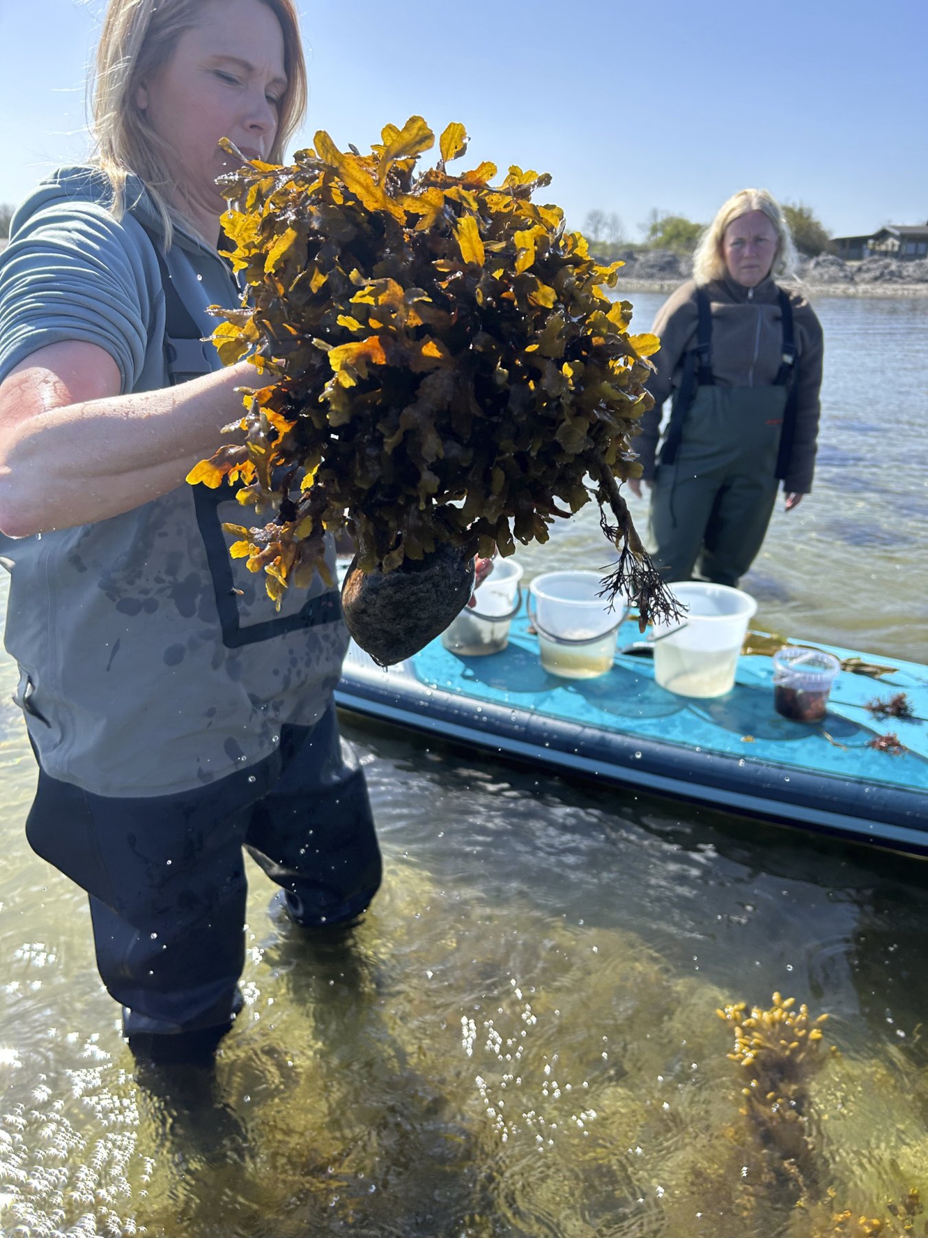 Lyfter ur tångruska ut havet